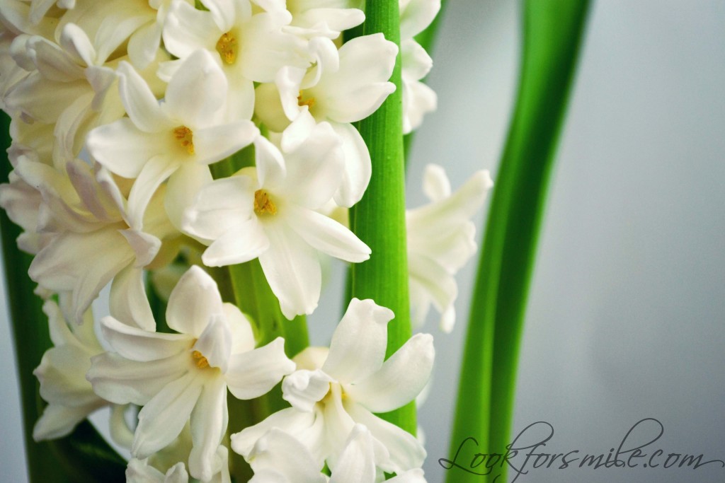 hyacinth flowers birthday
