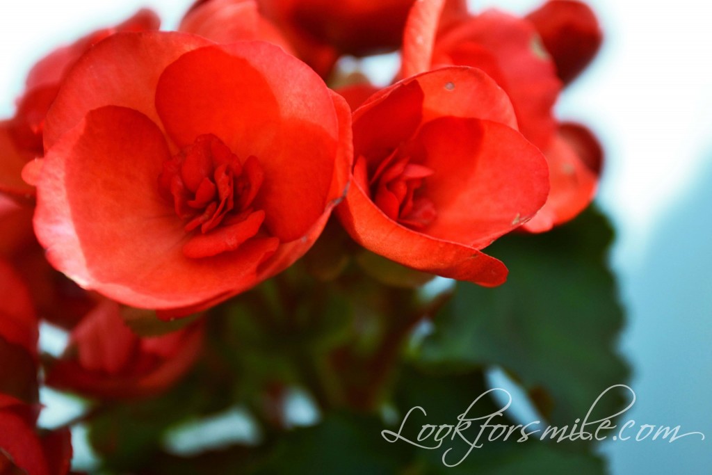 red begonia - look for smile