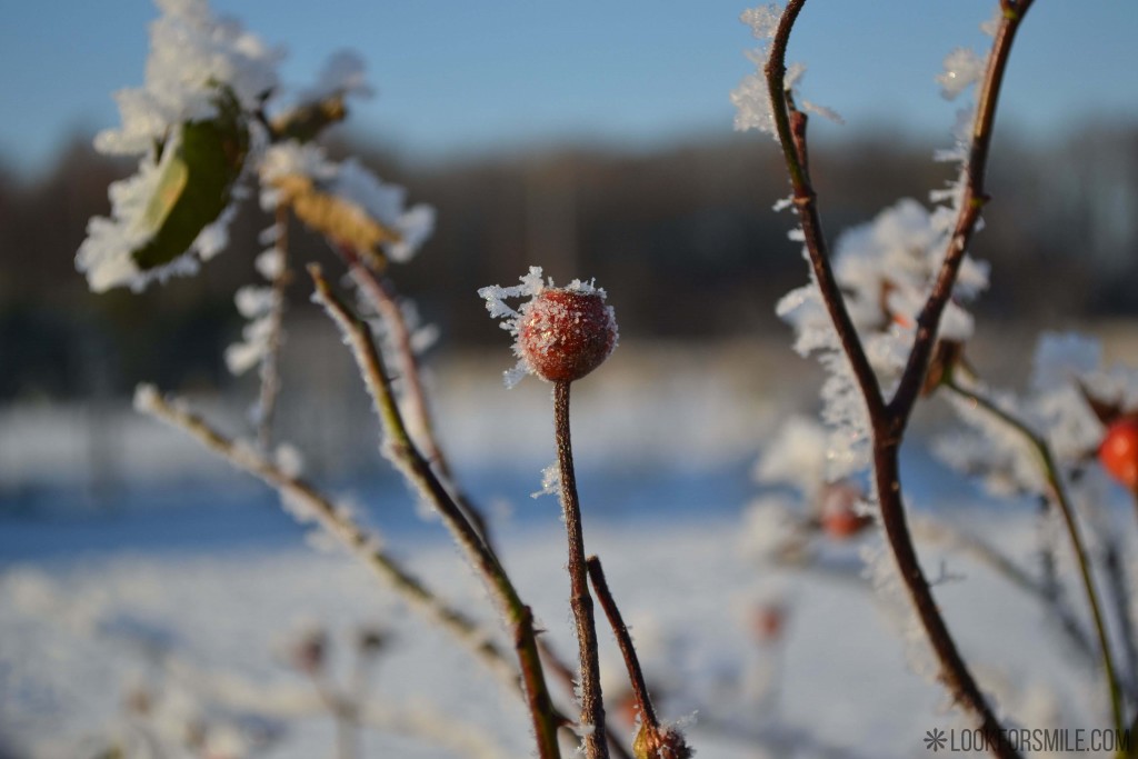 Dogrose in snow, winter, nature - blog - Lookforsmile.com