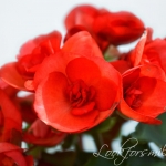 begonia plant - look for smile