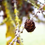 Nature pinecone - blog - Lookforsmile.com